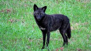 Ballad of the Black Coyote -