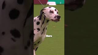 If Crufts Dog Were The Cast Of Wicked Part 2