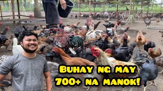 BUHAY KO BILANG ISANG FARMER NA NAG AALAGA NG 700+ NA MANOK!