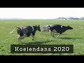 Koeien voor het eerst naar buiten | De Boeren Broekies - Vlog #4