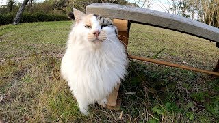 モフモフすぎる三毛猫、暖かいけど苦労もいっぱい！？