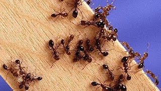 Maajabu ya mdudu siafu Maajabu ya mdudu siafu