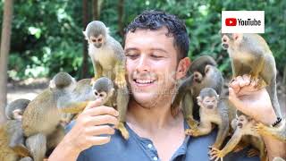 Journey into the World of Monkeys: Species, Habitats, and Diets