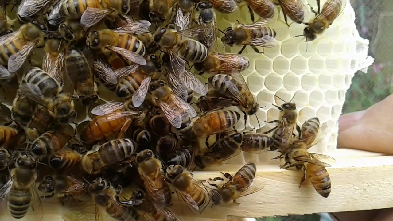 Mini mating nucleus hive. 28/11/12