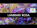 LAMBARI ROSA: LINDA PLANTA PENDENTE- aprenda a cultivá-la!