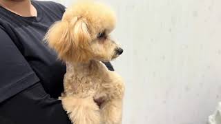 トイプードルのペールフォーンの女の子(240705)の子犬情報|堺市の