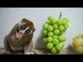 ぶどうを味わうこじろうくん（スローロリス）#148