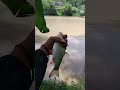 streak diair keruh‼️#ytshorts #mancing #mancingceria #fishing