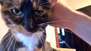 All The Wonderful Things Cats Are