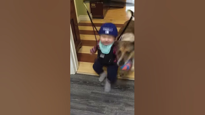 Cute Dog Just Wants to Play Catch