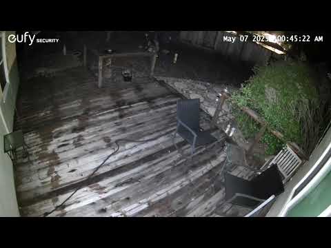 Bobcat catches dinner