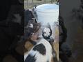 Bottle Bucket Feeding 🍼 #adorable #cute #babygoats #goat #baby #love