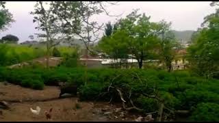 Mamma Cinghiale E Suoi Piccoli Nel Pollaiolo Incredibile...