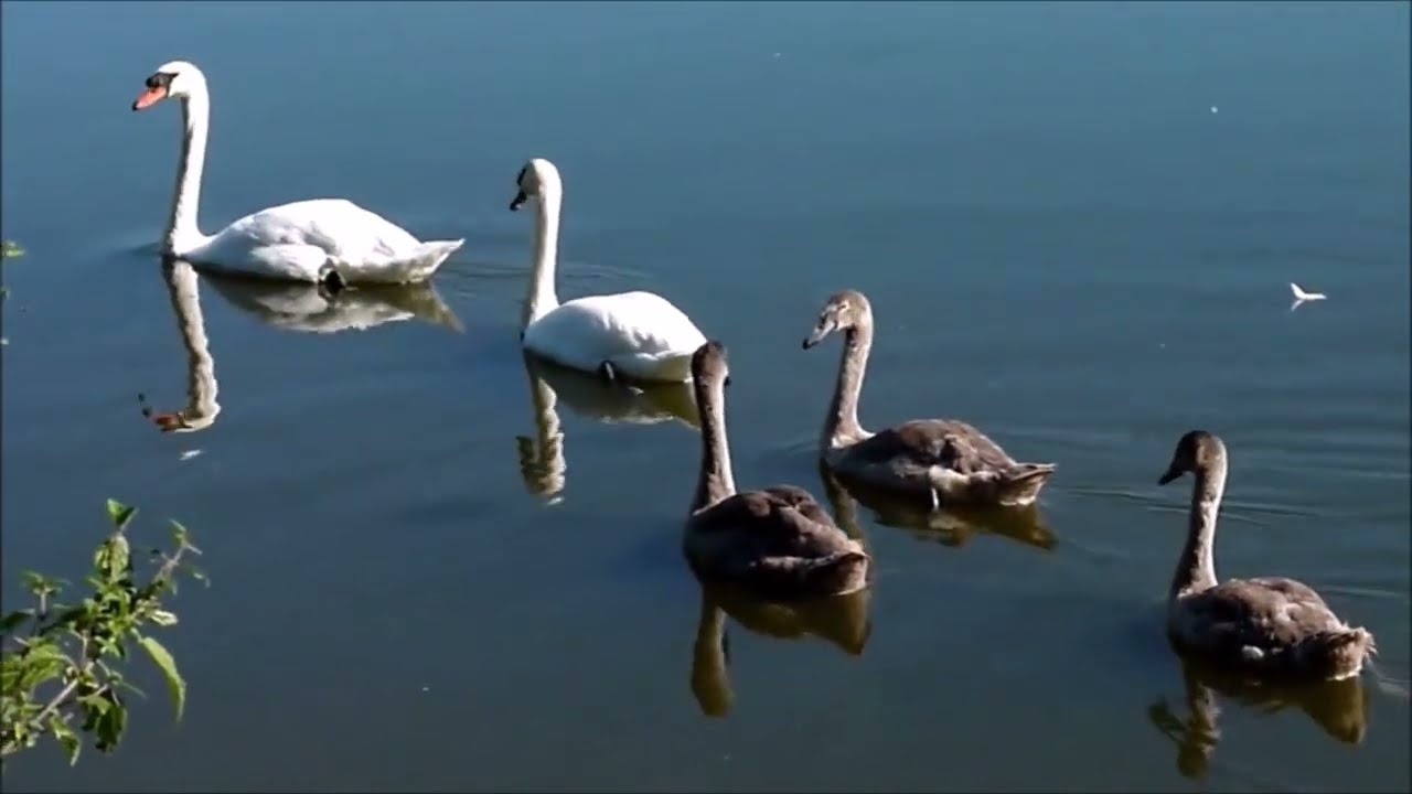 THE LOCK AND CANNEL OXENHALL GLOUCESTERSHIRE