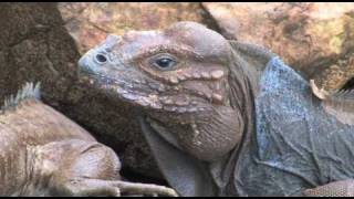Outback Jungle Safari Punta Cana, Dominican Republic | WestJet Vacations