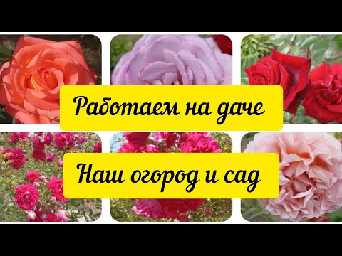Наш огород и сад на 23 июня,собираем урожай,поливаем, опрыскивание огурцов,поспевает малина.