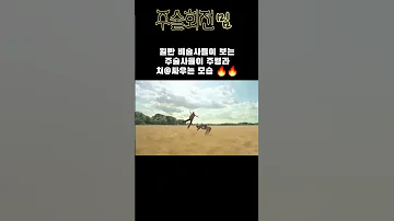 비술사들 입장에서 보는 주술회전 만화 애니메이션 애니 Jujutsukaisen 주술회전 회회기담 밈 