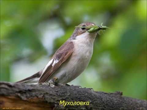 Вопрос: Какие птицы зимуют в Восточной Сибири?