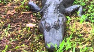 The Hungry Alligator