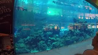 Dubai mall aquarium.altaf khan -