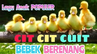 Lagu anak anak cicicuit cit cit cuit cicit cuit bebek lucu berenang Lagu anak balita Indonesia