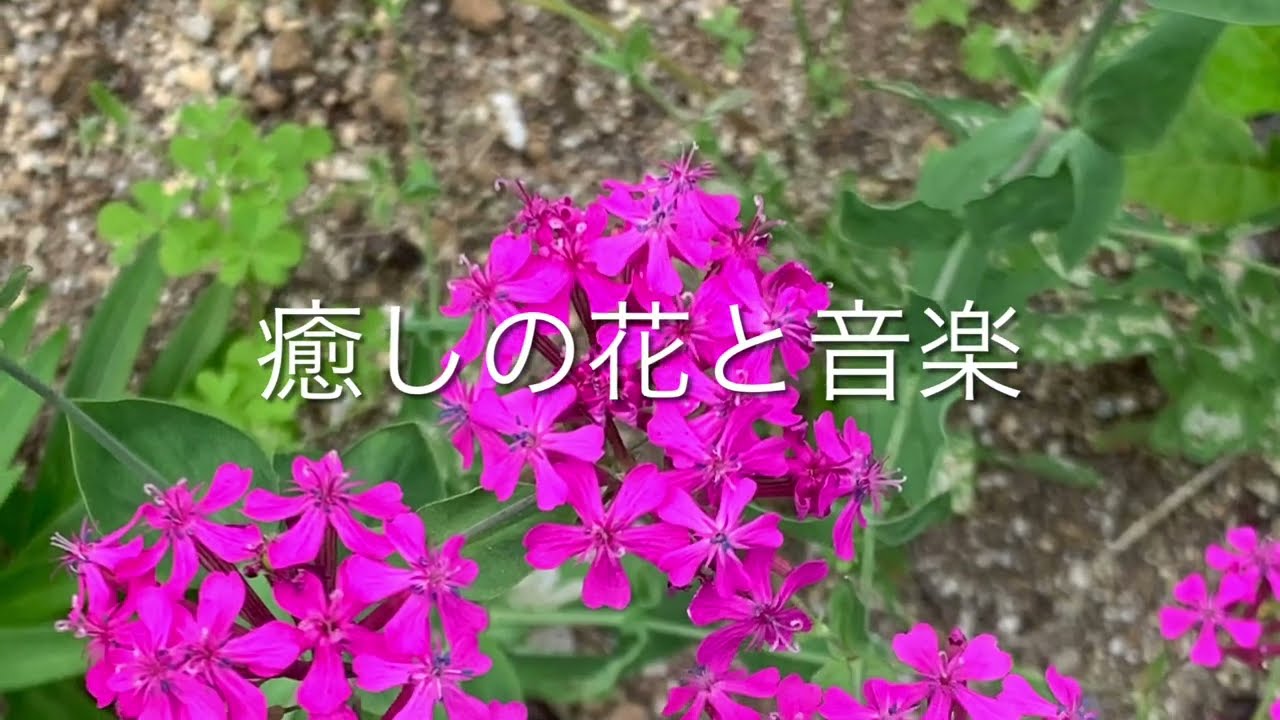 ムシトリナデシコ 虫取撫子 の花言葉は 哀しみ 未練 癒しの花と音楽 Youtube