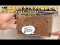 オオクワガタ産卵セットを長い間放置するとこうなってしまいます！