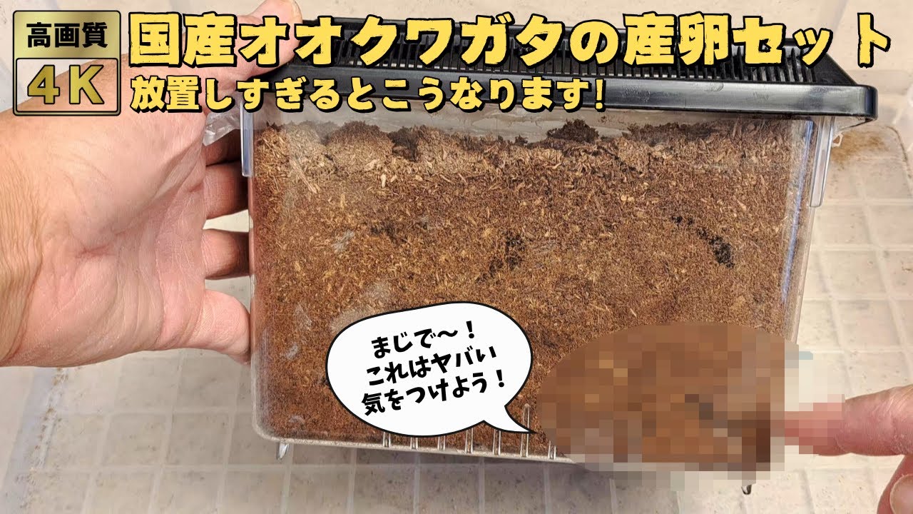 オオクワガタ産卵セットを長い間放置するとこうなってしまいます！