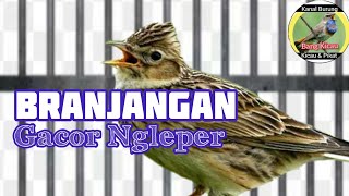BRANJANGAN GACOR NGLEPER | PANCINGAN BRANJANGAN BISU