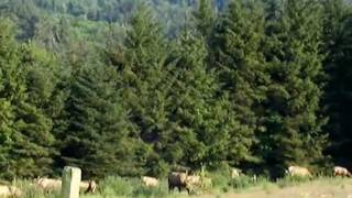 Elk in Humbolt County