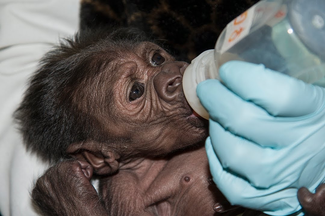 Baby Gorilla Bottle Feeding at the San Diego Zoo Safari Park YouTube