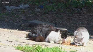 Loudon investigating cat euthanizations