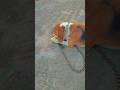 riyu #trending #viral #beagle #dog #pets #cute #shortvideo #riyuu_003