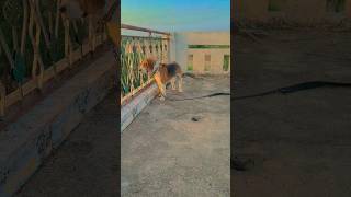 riyu #trending #viral #beagle #dog #pets #cute #shortvideo #riyuu_003
