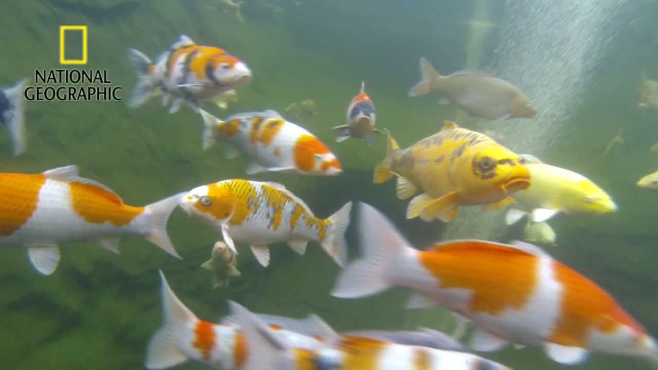 The Fish Film Koi Fish YouTube