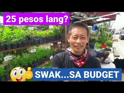 Video: Blue Spice Basil Info – Paano Palaguin ang Basil 'Blue Spice' Herb Plants