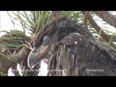 camera iphone 8 plus apk Bald Eagle Workout 4 1 18