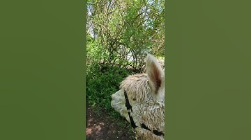 talking a walk with an alpaca