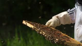 The secret success behind honey bees | YEEH NEWS