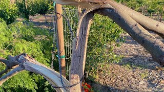 Wind damage to my fastest growing mesquite tree, Prosopis alba