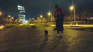 Schipperke Puppy Vince Went Out For a Walk in the Park in the Evening by Vince Schipperke 174 views 2 years ago 1 minute, 10 seconds