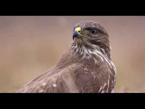 Common buzzard (Buteo buteo) bird of prey - close up (Wildlife)
