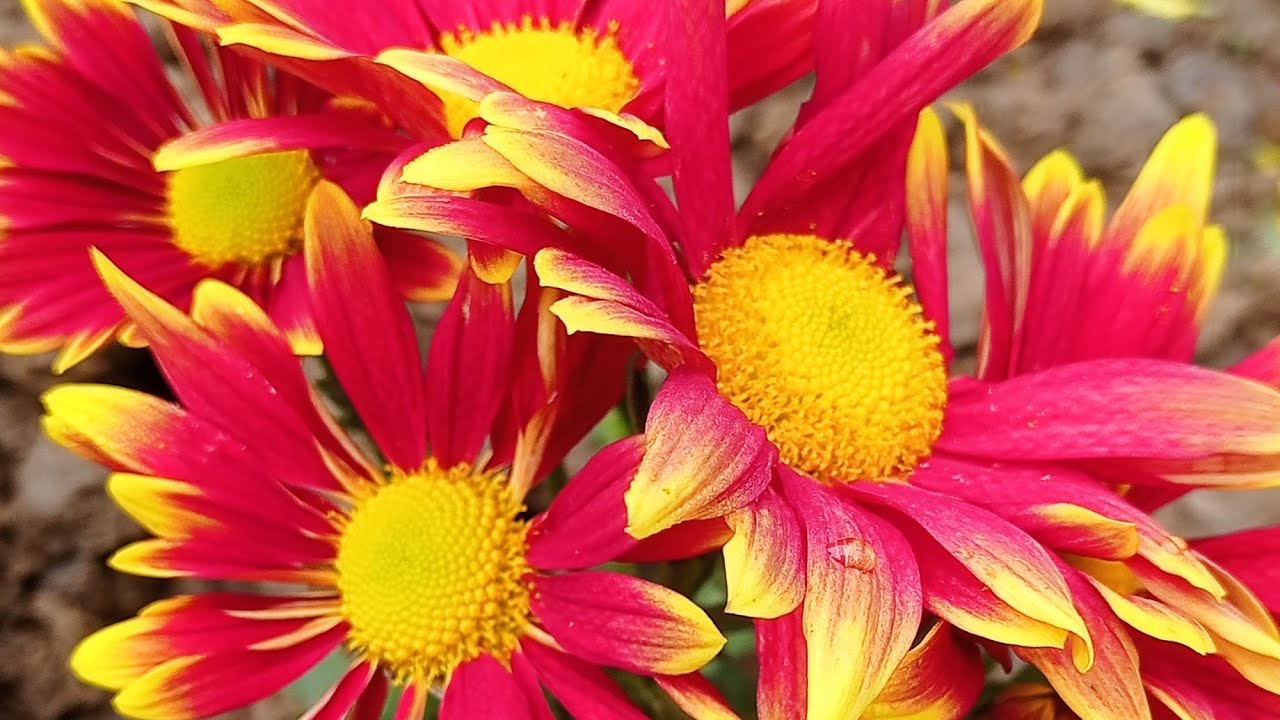 Nature’s Beauty | Morning Nursery Scenes 