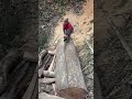 Cutting begins Part-1 Where patience, strength, and hard work turn raw wood into purpose#junglelife