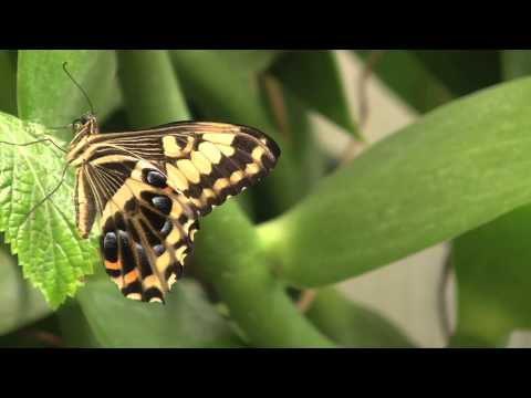 Video: Pavilón motýľov v Desert Botanical Garden vo Phoenixe