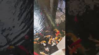 Beautiful Fish Pond At My Office Downstairs -2024Canimals