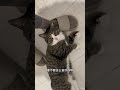 Foot Rubbing Fun with a Tiny Eared Donkey! Feet Massage Animal Videos Pet Lovers C