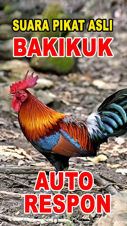 Suara BAKIKUK auto respon #ayamhutan AMPUH