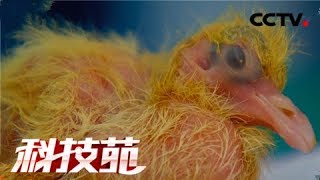 《科技苑》 20180201 乳鸽要过生死关 功夫就在前七天 | CCTV农业