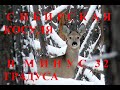 СИБИРСКАЯ КОСУЛЯ В МИНУС 32 градуса SIBERIAN ROE DEER in MINUS 32 degrees